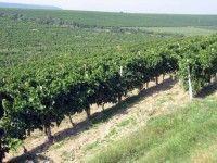 Vand vie 40 randuri riesling+feteasca