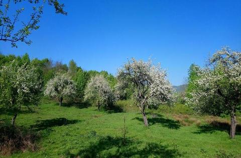 Teren de vanzare in , Bujoreni