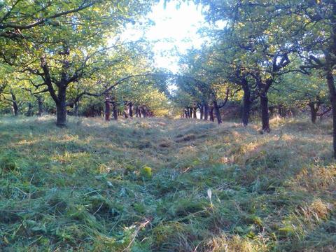 Teren plantație de pomi fructiferi