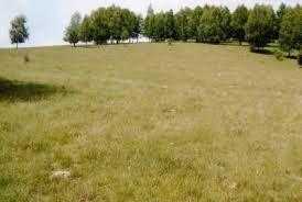 Vand sau arendez 22,3 ha teren compact marginea râului Siret