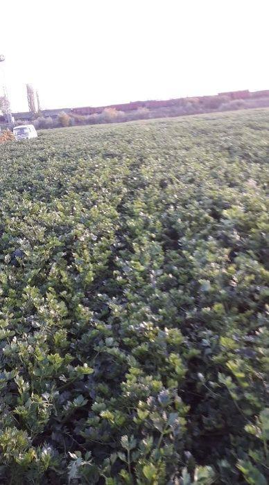 Vand teren intravilan  12500 mp langa gara Brates triaj