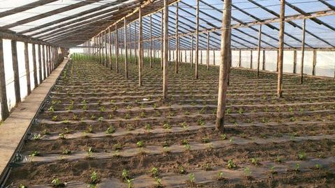 Inchiriez teren cu solar & gradina legume