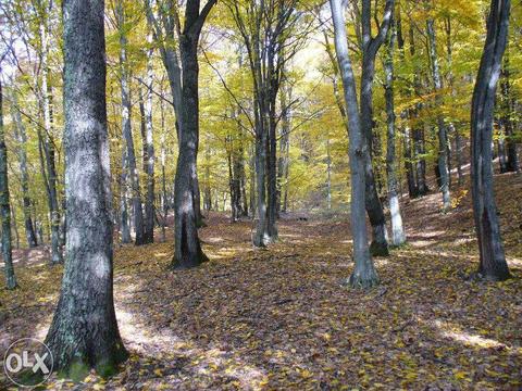 Vand padure veche de stejar, 5,5ha, pe raza loc.Fidu de Sus