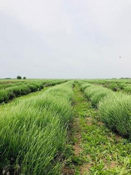 Vand teren lavanda