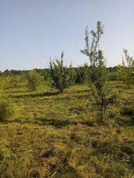 Vand teren intravilan sat Ciurbesti