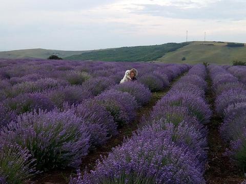 De inchiriat plantatie lavanda