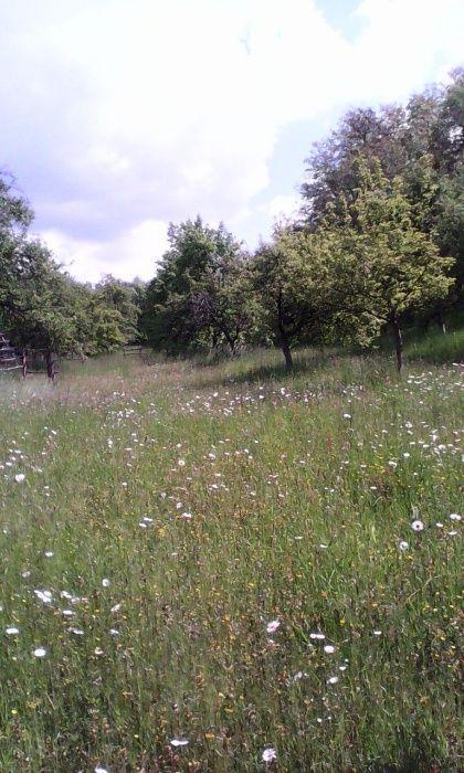 Vand teren extravilan cu livada de pomi fructiferi