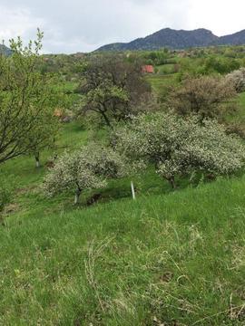 Inchiriere teren la munte-zona Bran, Sohodol