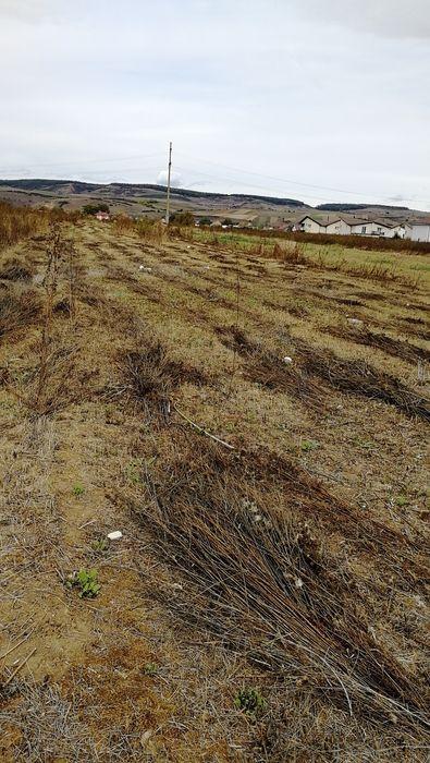 Vând teren extravilan la întrare în Gilau dinspre