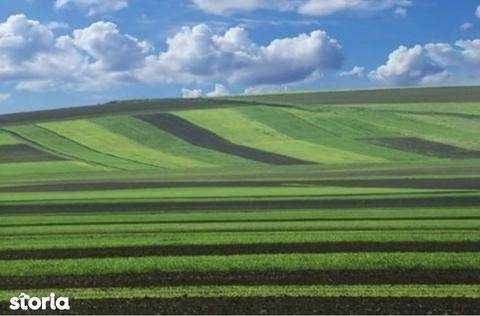 Teren agricol Jud.  ( zona Cataloi -  )