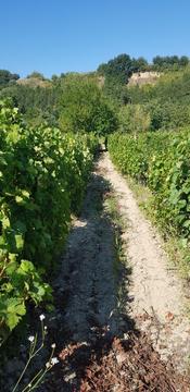 Vand 20 randuri de vie 0,5 ha