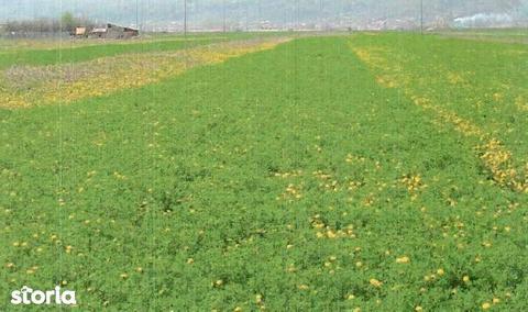 Teren situat in intravilanul localitatii Mihaesti, sat Barsesti