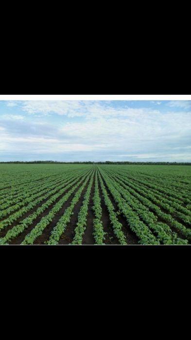 Arenda teren arabil agricol extravilan Bihor