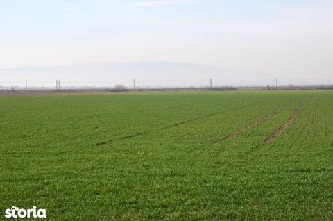 Teren intravilan, loc de casa in Roman