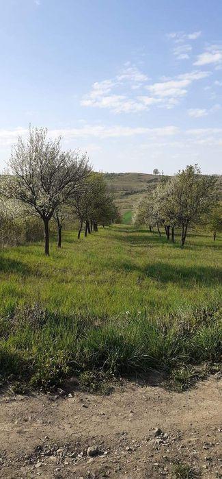 Vand livadă