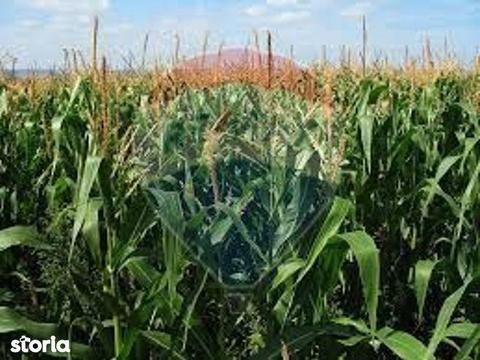 Teren intre Satu Mare si Botiz in suprafata de 33,5 hectare