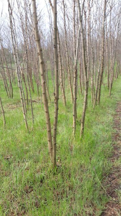 Vand 0,50 hectare de padure, padurea se afla la a doua taiere