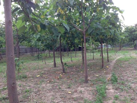 Teren cu paulownia 1750 m deschidere 24