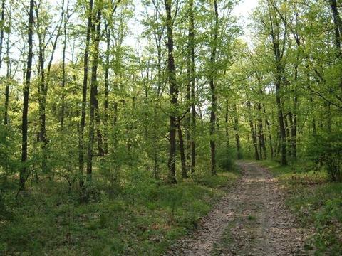 64 ha Pădure din stejar de 100 de ani la A1