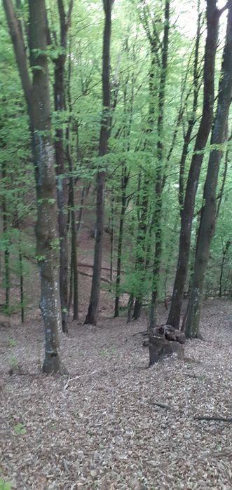 Teren zona pădure la 25km de Pitesti la Richitele Arges