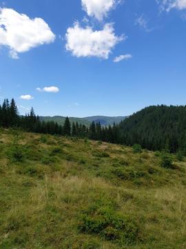 Teren cu pădure