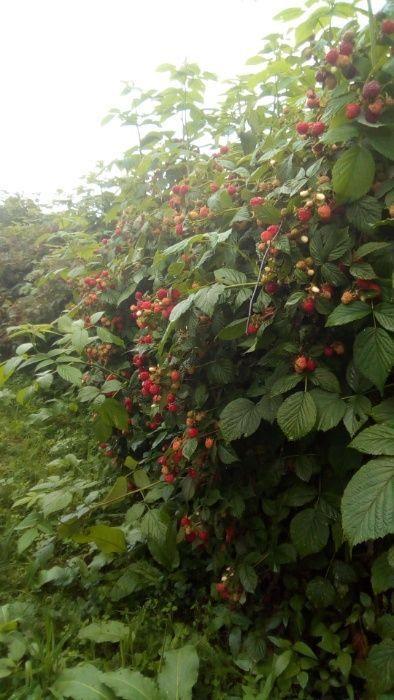 Vand teren pentru cabana sau agrement cu plantatie de zmeur