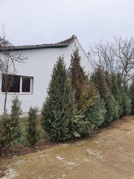 PROPRIETAR Vând teren sau casa cu teren mare la 30 de km de Timișoara