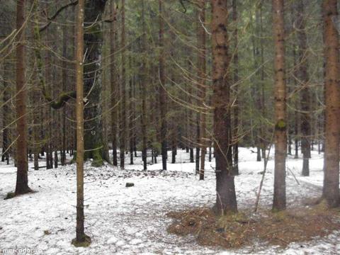 TEREN DE VINZARE Poenile Vilsanului-Comuna Arefu,judetul Arges