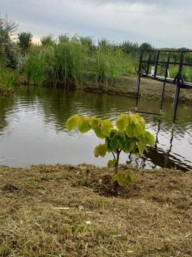 Teren intravilan Simnicu de Sus
