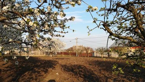 Vand teren cultivat cu vie si pomi fructiferi in Belcesti