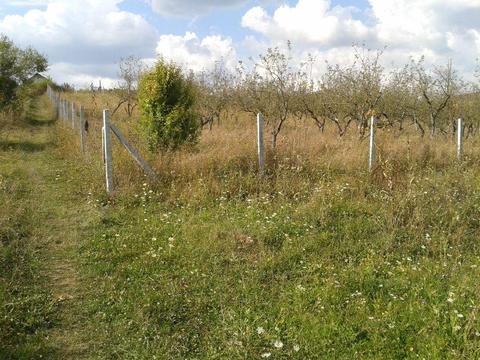 Teren intravilan în Livezeni în livadă pentru construit case cu PUZ