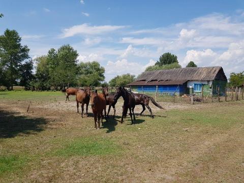 Super locație casa cu teren în Periprava Delta Dunării