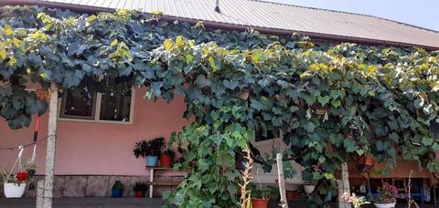 Casă de vânzare