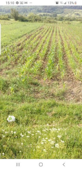 Dau in arenda 10 hectare teren Domanesti SM