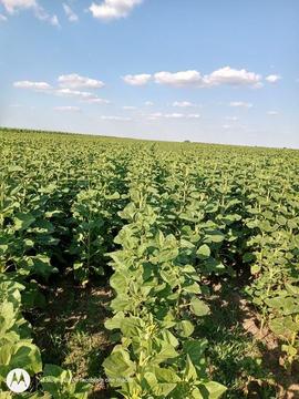 Închiriez teren agricol (arendez teren agricol) negociabil