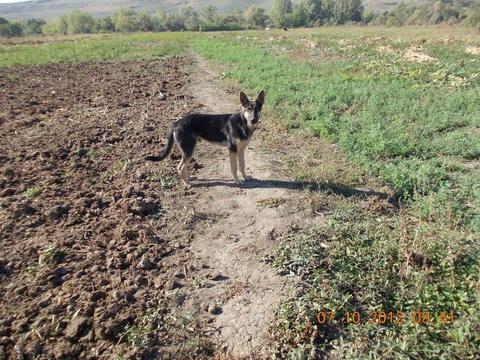 Vand Teren Loc De Casa {Intravilan+Extravilan} 12000Mp Codaesti-Vaslui