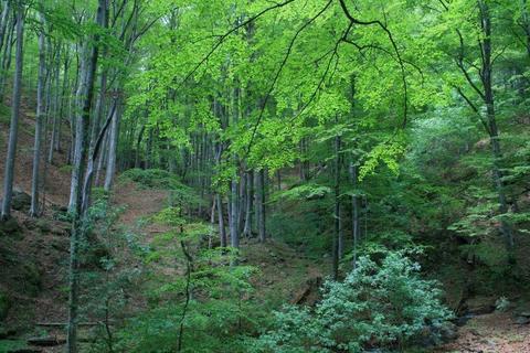 Pădure Brezoi zona Valea lui Stan