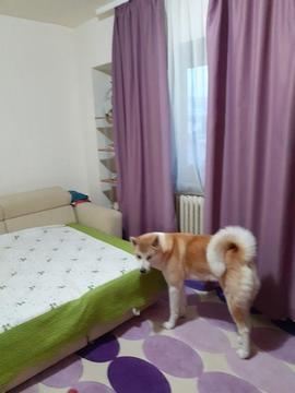 Apartament 4 sau mai multe