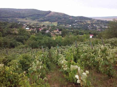 Vand curte cu casa si terenuri in comuna Cretesti, Vaslui